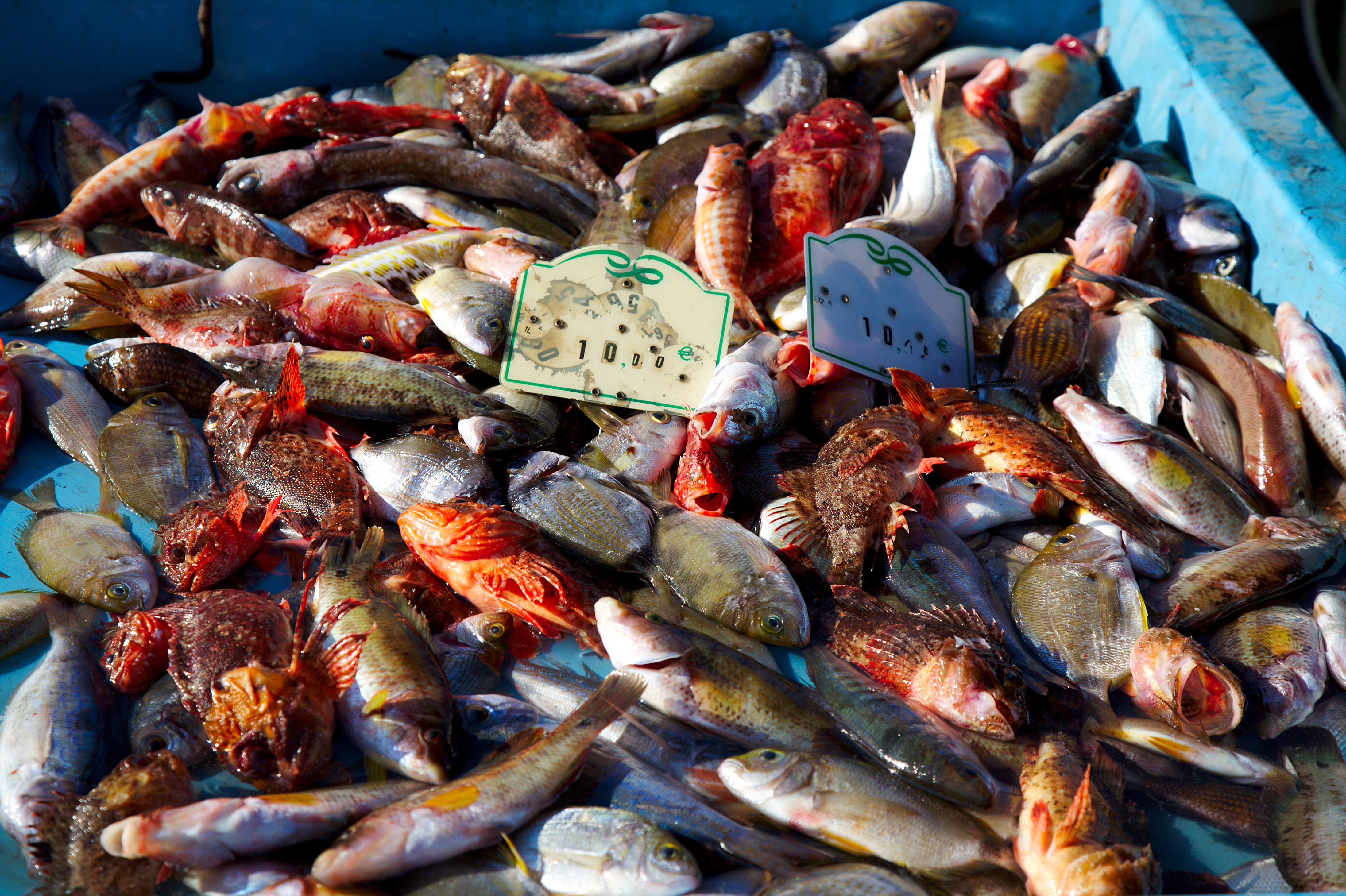 Poissons_pour_la_bouillabaisse_sur_le_Vieux-Port_de_Marseille
